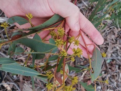 Eucalyptus patens