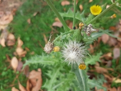 Sonchus asper