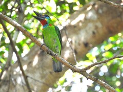 Psilopogon mystacophanos