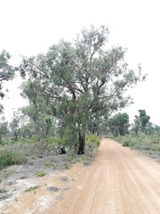 Eucalyptus patens