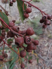 Eucalyptus patens