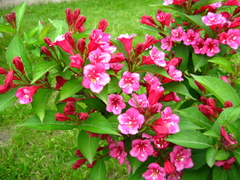 Weigela florida