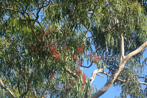 Amyema sanguinea (Amyema sanguinea)