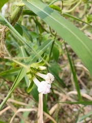 Ipomoea pes-tigridis