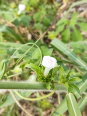 Ipomoea pes-tigridis