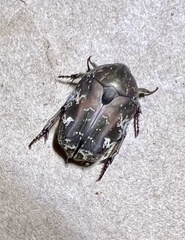 Protaetia fusca