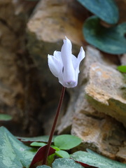 Cyclamen creticum