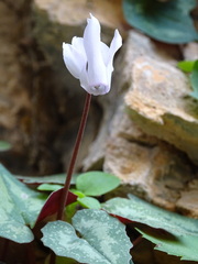 Cyclamen creticum