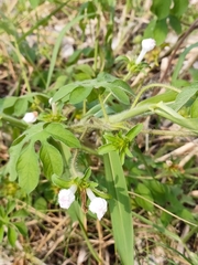 Ipomoea pes-tigridis