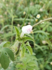 Ipomoea pes-tigridis
