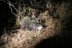 Hystrix africaeaustralis