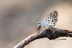 Caprona alida
