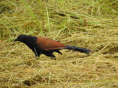 Centropus sinensis