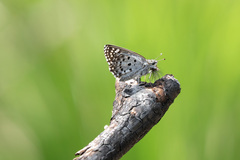 Caprona alida