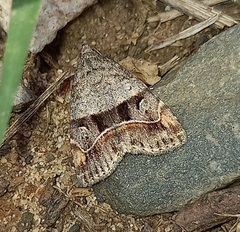 Ozarba accincta