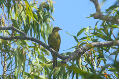 Oriolus flavocinctus
