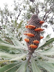 Banksia menziesii