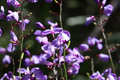 Comesperma