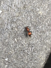 Dasymutilla nigripes