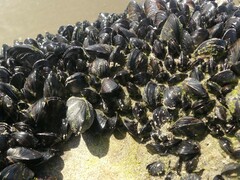 Xenostrobus neozelanicus