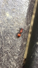 Dasymutilla nigripes