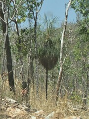 Livistona inermis