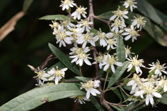 Olearia viscidula