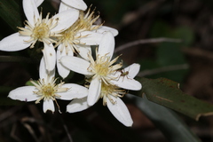 Olearia viscidula
