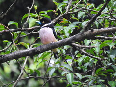 Eurylaimus ochromalus