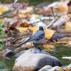 Motacilla alba alba