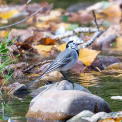 Motacilla alba alba