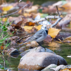 Motacilla alba alba