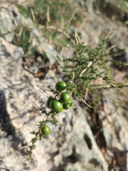 Asparagus acutifolius
