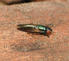 Duomyia