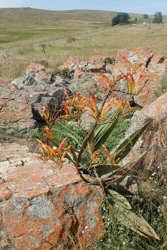 Image of Slender Zigzag Montbretia (Crocosmia paniculata) by no rights reserved