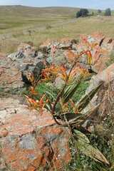 Crocosmia paniculata