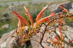 Crocosmia paniculata