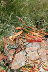 Crocosmia paniculata