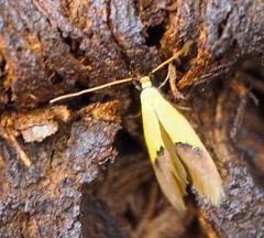 Opogona protodoxa