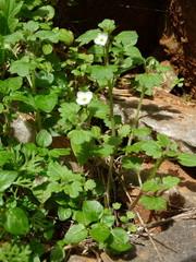 Veronica cymbalaria