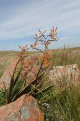 Crocosmia paniculata