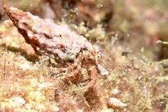 Pagurus anachoretus