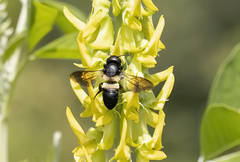Megachile disjuncta