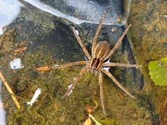 Dolomedes minor