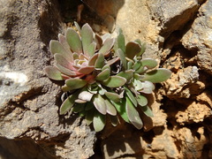 Rosularia serrata