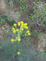 Ferula glauca