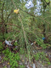 Casuarina equisetifolia
