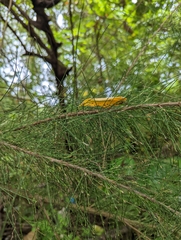 Casuarina equisetifolia