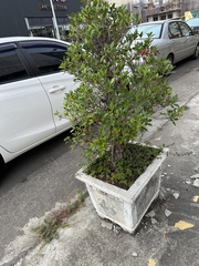 Synsepalum dulcificum