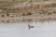 Melanitta stejnegeri